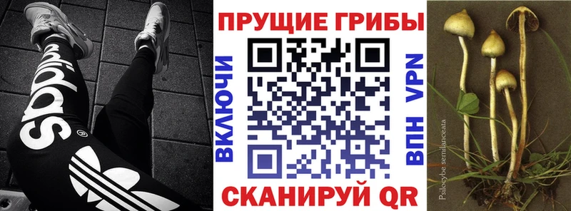 OMG маркетплейс  Ершов  Псилоцибиновые грибы MAGIC MUSHROOMS  дарнет шоп 